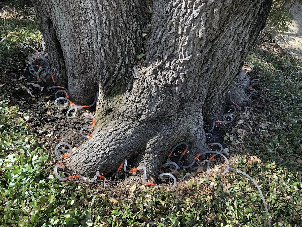 Detailed Tree Cabling and Bracing job site in Berkeley Springs