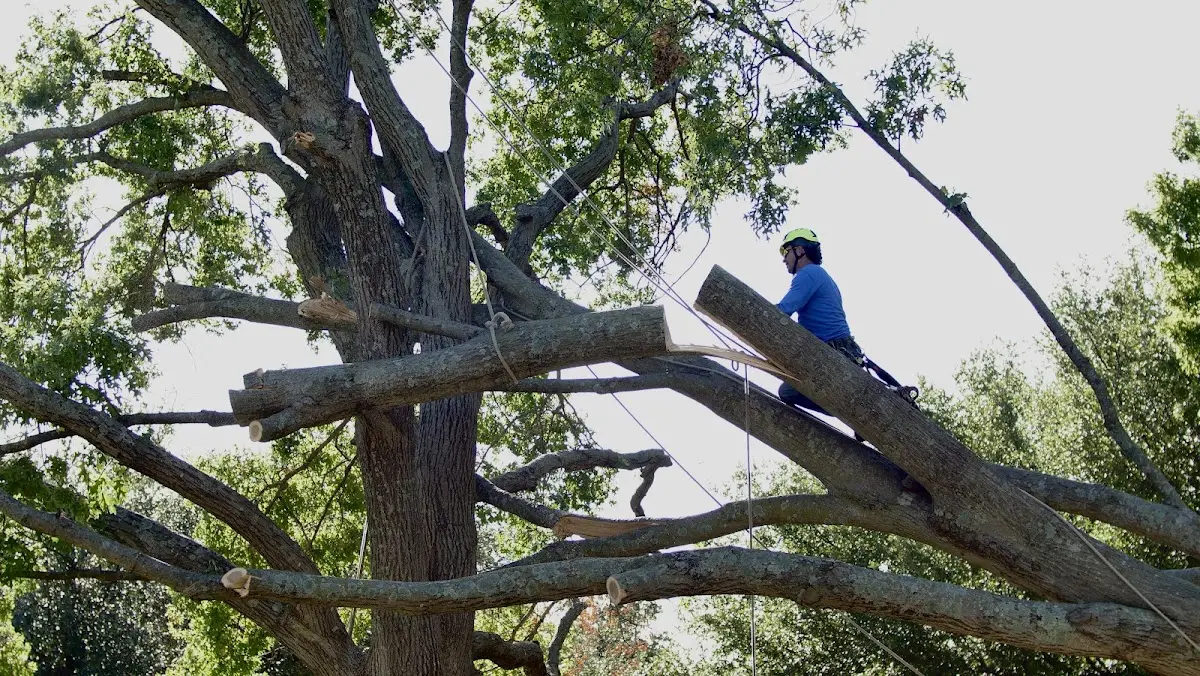 Professional Crown Thinning performed by certified arborists in Berkeley Springs